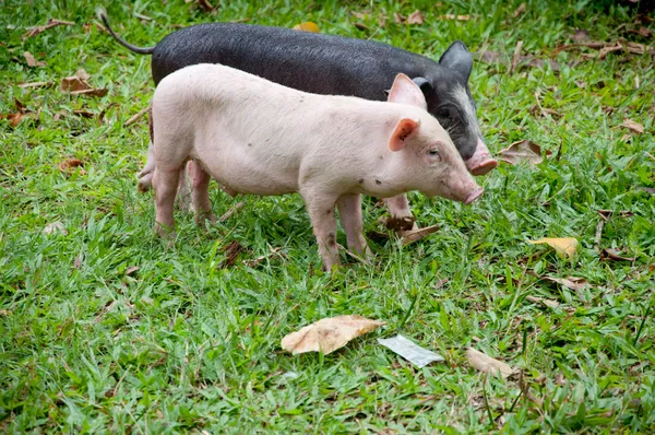 Twee varkens — Stockfoto