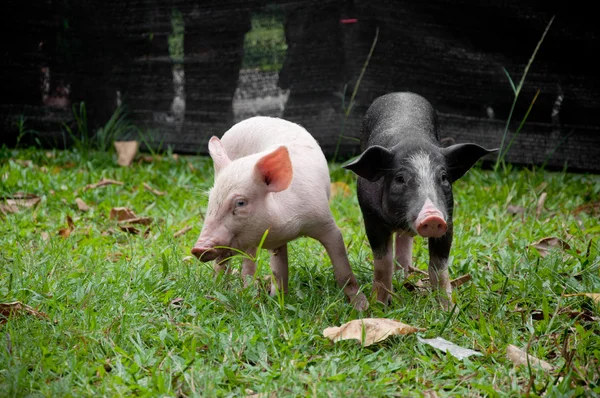 Два свиней — стокове фото