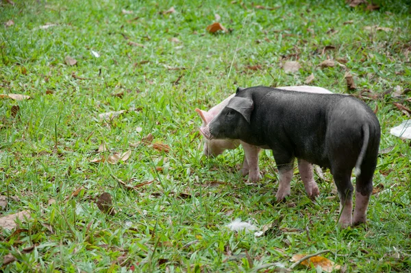 两只猪 — 图库照片