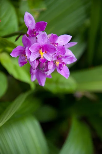 Flor de orquídea de tierra púrpura — Foto de Stock