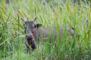 Big black cow