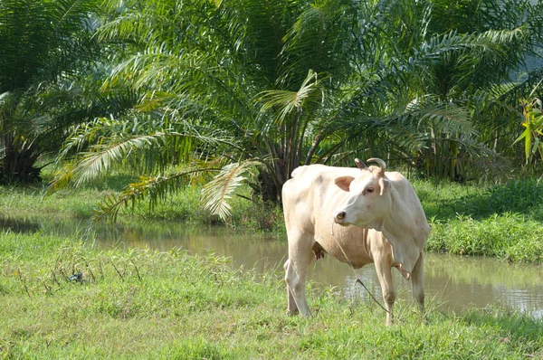 Grassfield üzerinde inek — Stok fotoğraf