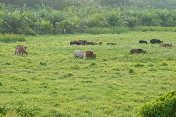 Krowy na pole trawa — Zdjęcie stockowe