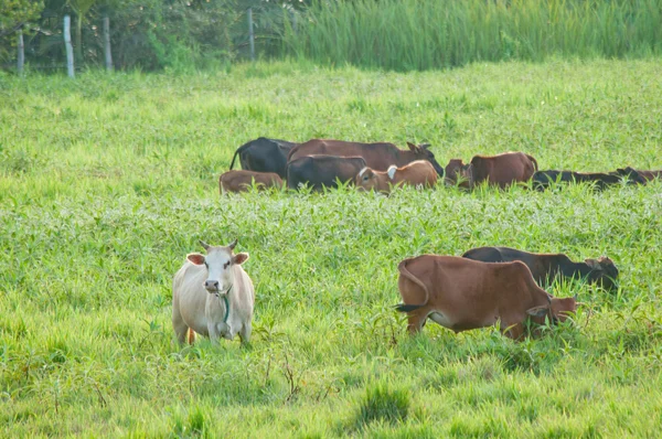芝生のフィールド上の牛 — ストック写真