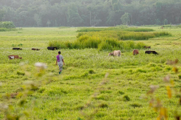 Vacas em campo de grama — Fotografia de Stock