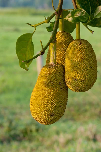 Frutta gialla — Foto Stock