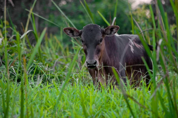 Маленькі коричневі корови — стокове фото