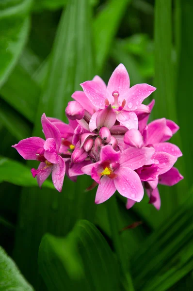 Erde Orchidee rosa Blume — Stockfoto