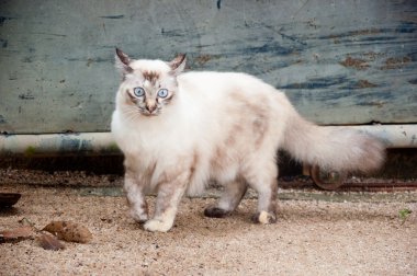 beyaz kedi