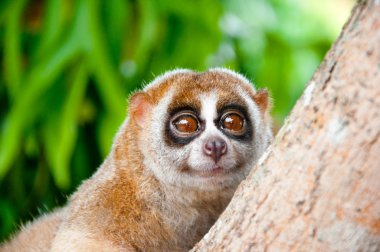 Slow loris clipart