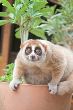 Slow loris monkey clipart