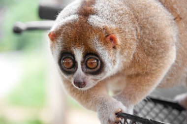 yavaş loris maymun