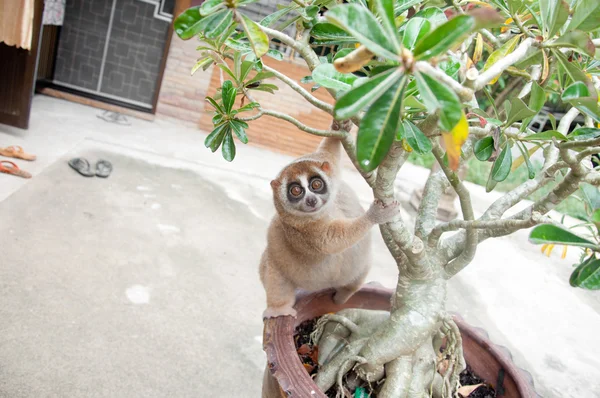 Slow loris monkey — Stock Photo, Image