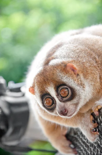 Yavaş loris maymun — Stok fotoğraf