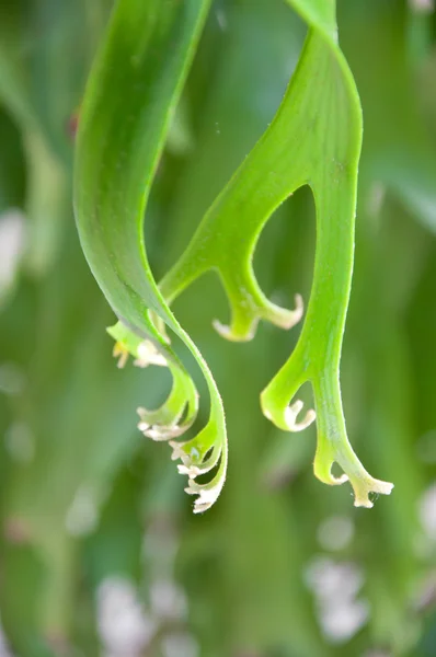 Grünes Blatt im Garten — Stockfoto