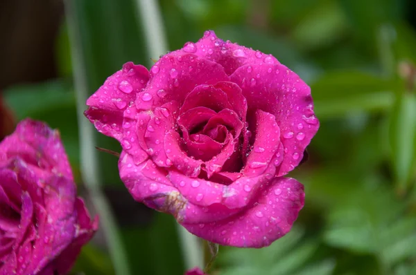 Розовый цветок — стоковое фото