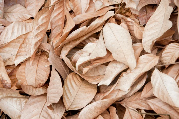 Мертвый лист в саду — стоковое фото