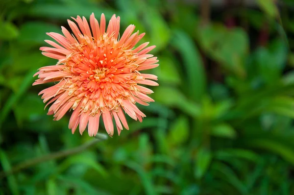 オレンジ色の gebera の花 (アフリカ デイジー) — ストック写真