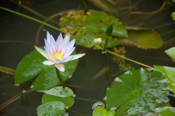 Lotus ve vodě — Stock fotografie