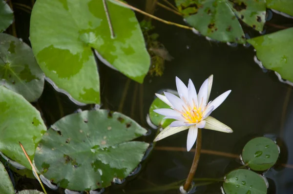 Lotus in water — Stock Photo, Image
