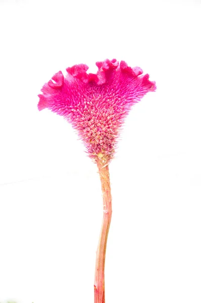 Röda cockscomb blomma isolera — Stockfoto