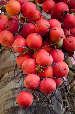 Sealing wax palm Fruit, Cyrtostachys lakka clipart