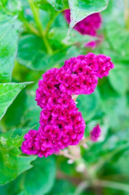 Kırmızı cockscomb çiçek