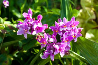 Mor spathoglottis orkide çiçek