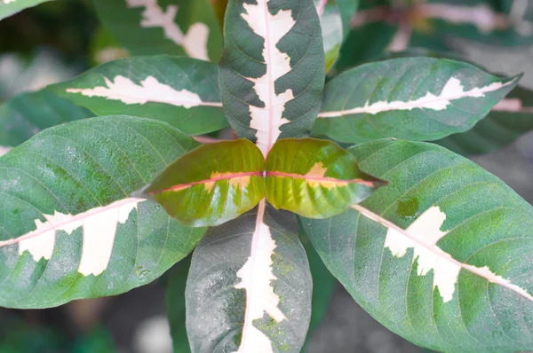 Gold Leaves (Graptophyllum pictum (L.) Griffith) — Stock Photo, Image
