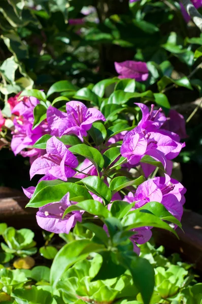 Flor de papel, Bougainvillea glabra — Fotografia de Stock