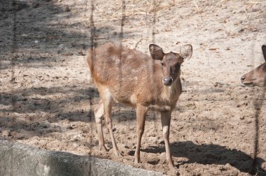 Rusa geyiği