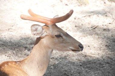 Rusa geyiği