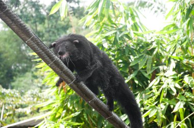 Binturong (ayı-kedi)