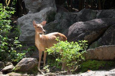 Rusa geyiği