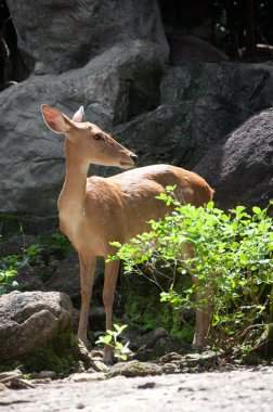 Rusa geyiği