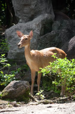 Rusa geyiği