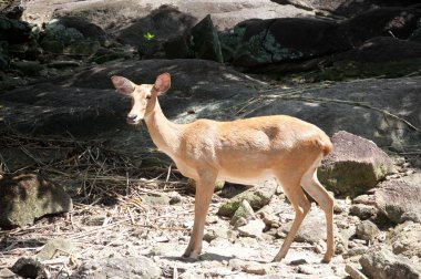 Rusa geyiği