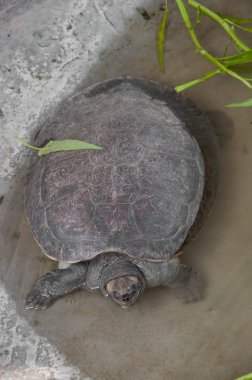 Soft-shelled kaplumbağa