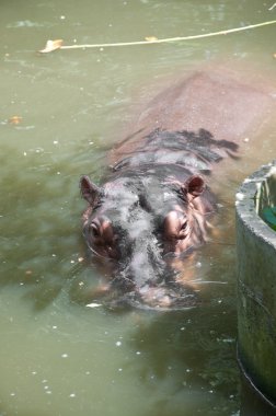 su aygırı (su aygırı amphibius)