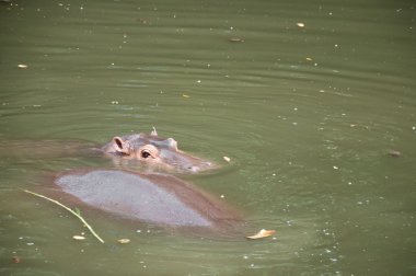 su aygırı (su aygırı amphibius)