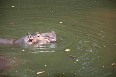 su aygırı (su aygırı amphibius)