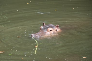 su aygırı (su aygırı amphibius)