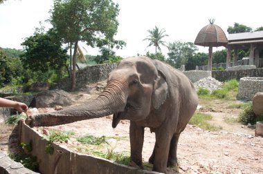 Asya fili (Elephas maximus)