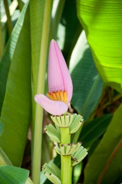 Banana flower clipart