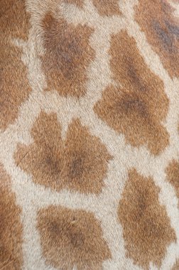 Giraffe (Giraffa camelopardalis) clipart