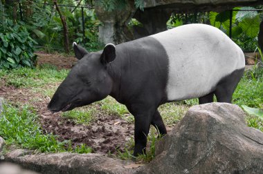 Malaya tapiri (tapirus indicus)