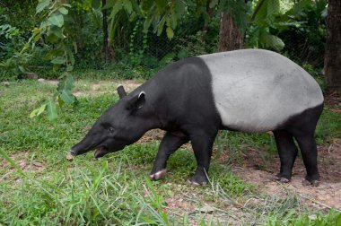 Malayan tapir (tapirus indicus) clipart