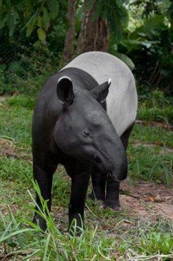 Malaya tapiri (tapirus indicus)