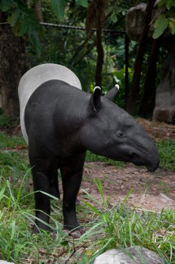 Malaya tapiri (tapirus indicus)