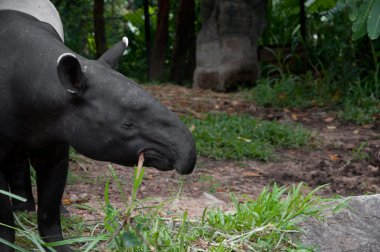 Malaya tapiri (tapirus indicus)